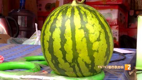 今日云南麒麟瓜,夏日里的甜蜜绿洲