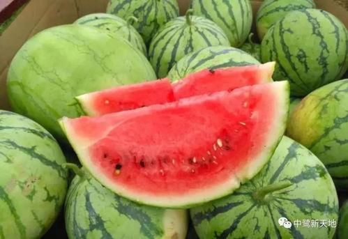 51吃瓜今日吃瓜必吃莫里秀,莫里秀今日必吃瓜，揭秘娱乐圈最新热点