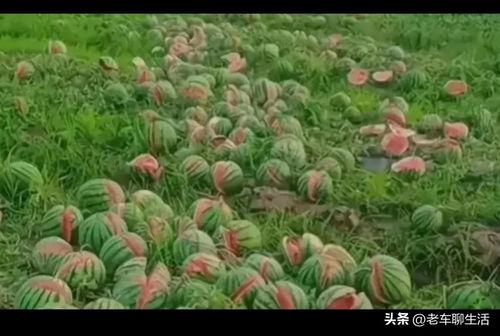 石头瓜今日行情,涨跌波动，市场动态一览