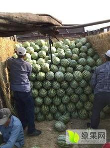 石头瓜今日行情,涨跌波动，市场动态一览