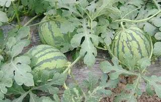 今日蕃瓜价格行情,价格波动解析与市场趋势洞察