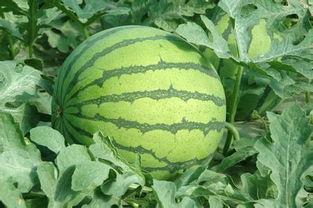 今日蕃瓜价格行情,价格波动解析与市场趋势洞察