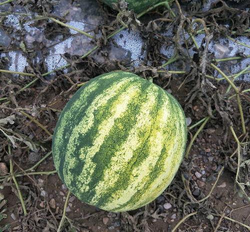 今日甜王瓜价格多少,甜蜜来袭，价格几何？