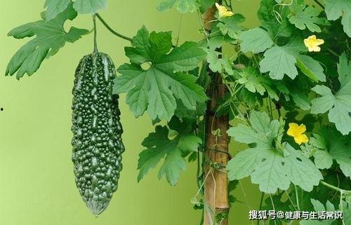 今日夏至吃瓜赏花视频,瓜果飘香，花海绽放——赏花吃瓜，共度美好时光