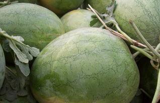 今日产地蒲瓜价格多少,涨跌各异，市场动态一览