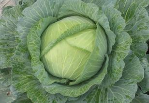 昌黎小瓜今日报价,新鲜美味，价格实惠，抢购从速！