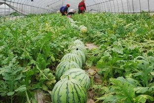 昌黎小瓜今日报价,新鲜美味，价格实惠，抢购从速！