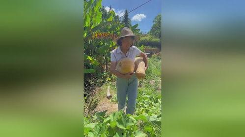 今日摘瓜视频,趣味盎然，揭秘瓜农生活点滴