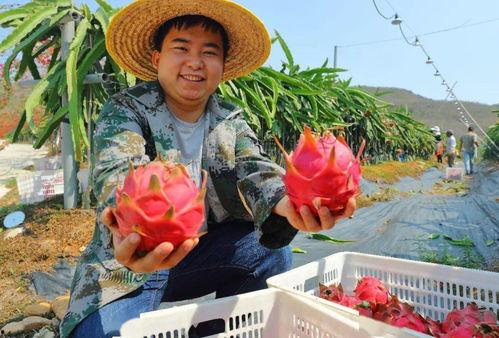 今日摘瓜视频,趣味盎然，揭秘瓜农生活点滴