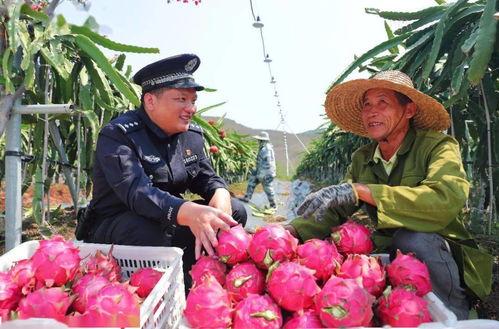 今日摘瓜视频,趣味盎然，揭秘瓜农生活点滴