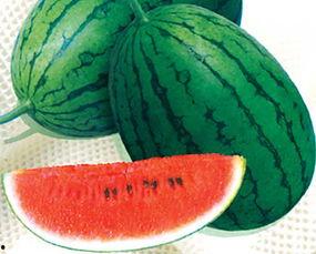 宜城无子瓜今日价格,价格行情一览”