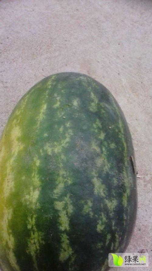 宜城无子瓜今日价格,价格行情一览”