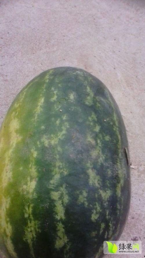 宜城无子瓜今日价格,价格行情一览”