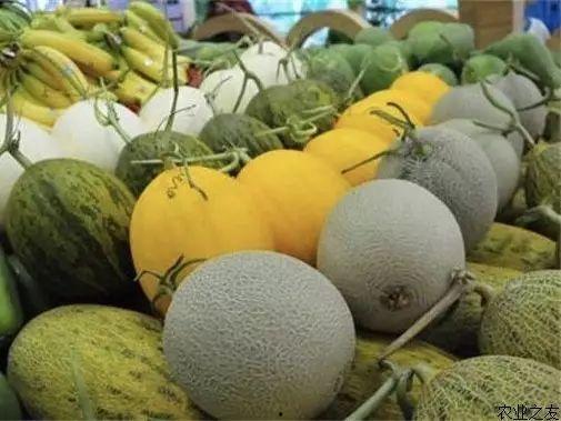 乐东二瓜今日价格表查询,市场行情实时更新