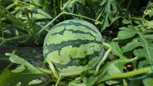 晋城今日鲜瓜价,夏日炎炎，瓜果飘香，价格行情一览