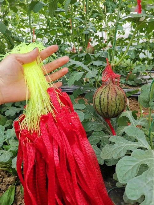 今日迪士尼最大的瓜,今日最大瓜震惊业界！