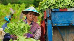 今日新鲜事胡芦瓜怎么吃,今日新鲜事教你美味吃法