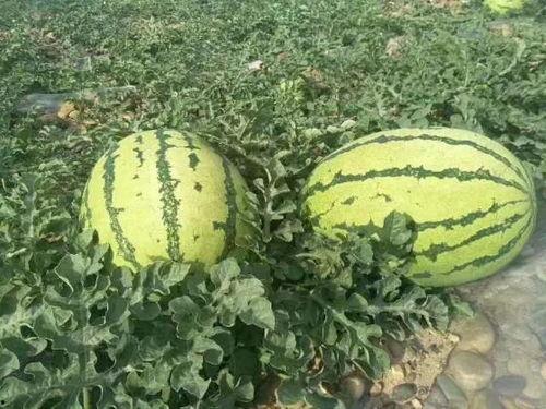 今日中卫硒砂瓜价格,品质瓜果，价格几何？