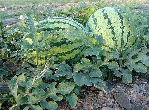 今日中卫硒砂瓜价格,品质瓜果，价格几何？