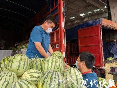 甘肃麒麟瓜今日行情,丰收喜人，价格稳中有升