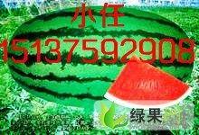 新疆今日瓜价行情,今日瓜价行情一览