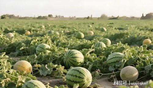 新疆今日瓜价行情,今日瓜价行情一览