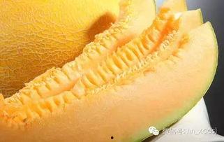 今日南宁哈密瓜价格查询,今日行情一览”