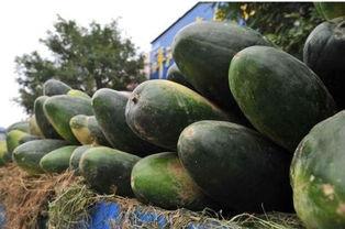 今日茄瓜收购多少钱一斤,今日茄瓜收购价格一览