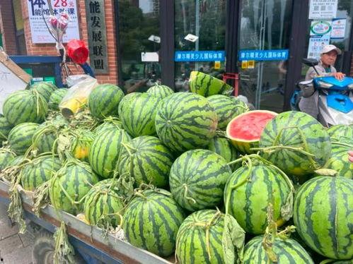湛江市今日水果吊瓜价格表,湛江市今日水果吊瓜价格行情一览