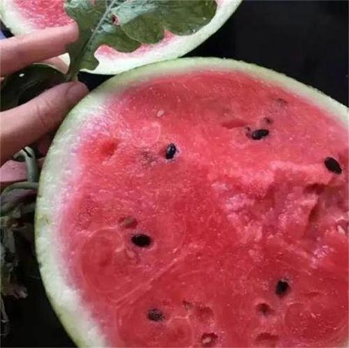 北京麒麟瓜今日行情,品质优良，价格稳定，备受消费者青睐”