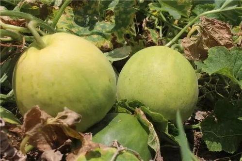 香瓜弟弟今日吃瓜,揭秘娱乐圈最新热点