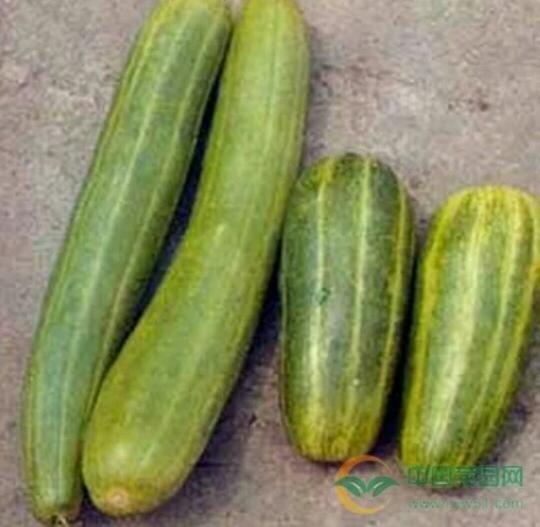 今日亲民又好吃的瓜