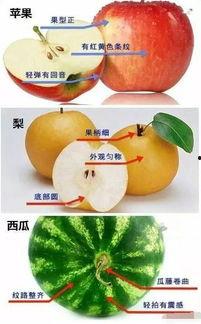 今日亲民又好吃的瓜