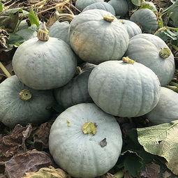 青州弥河银瓜今日多少钱,价格几何？”