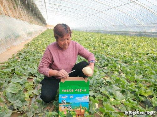 青州弥河银瓜今日多少钱,价格几何？”