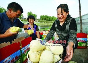 青州弥河银瓜今日多少钱,价格几何？”