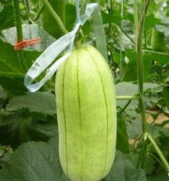 今日大荔脆瓜价格,价格走俏，瓜香四溢