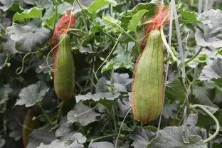 今日大荔脆瓜价格,价格走俏，瓜香四溢