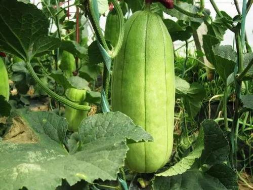 今日大荔脆瓜价格,价格走俏，瓜香四溢