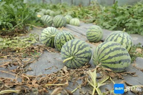 今日份的瓜是什么意思,“瓜”的真相与背后故事