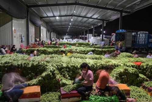 今日海南冬季瓜菜价格表,丰富“菜篮子”供应