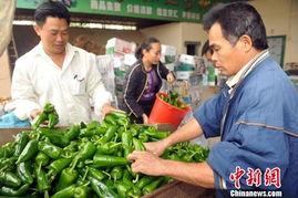 今日海南冬季瓜菜价格表,丰富“菜篮子”供应