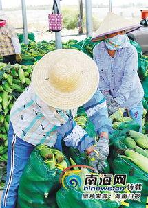 今日海南冬季瓜菜价格表,丰富“菜篮子”供应