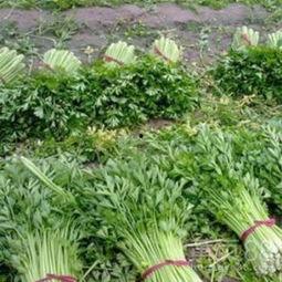 砀山县白瓜批发价格今日,品质优价廉，抢购正当时