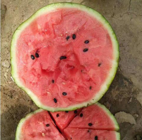 砀山县白瓜批发价格今日,品质优价廉，抢购正当时