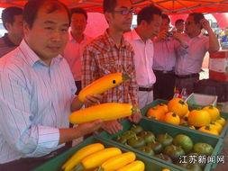 今日农村卖瓜视频播放,农村卖瓜视频播放量惊人，揭秘乡村电商新趋势