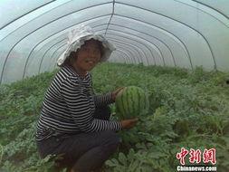 今日农村卖瓜视频播放,农村卖瓜视频播放量惊人，揭秘乡村电商新趋势