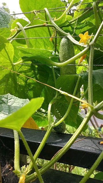 今日摘瓜,探寻夏日清凉美食的奥秘