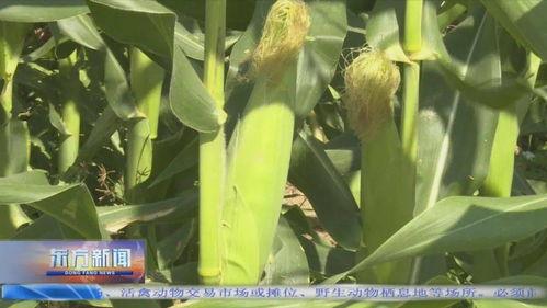 今日蒲瓜菜价格行情最新