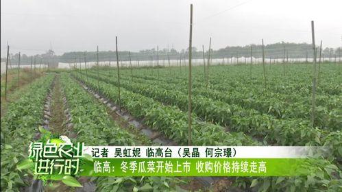 今日蒲瓜菜价格行情最新